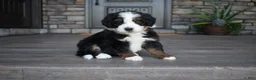 Mini Bernedoodle dogs for sale: Cruz - Ad 5