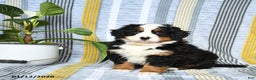 Bernese Mountain Dog dogs for sale: Brindley - Ad 3