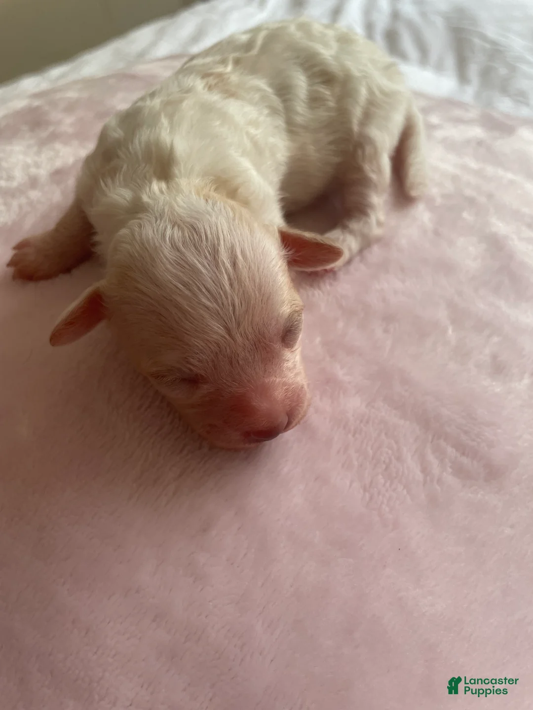 Shihpoo dogs for sale: Shihpoo 2 - Ad 2