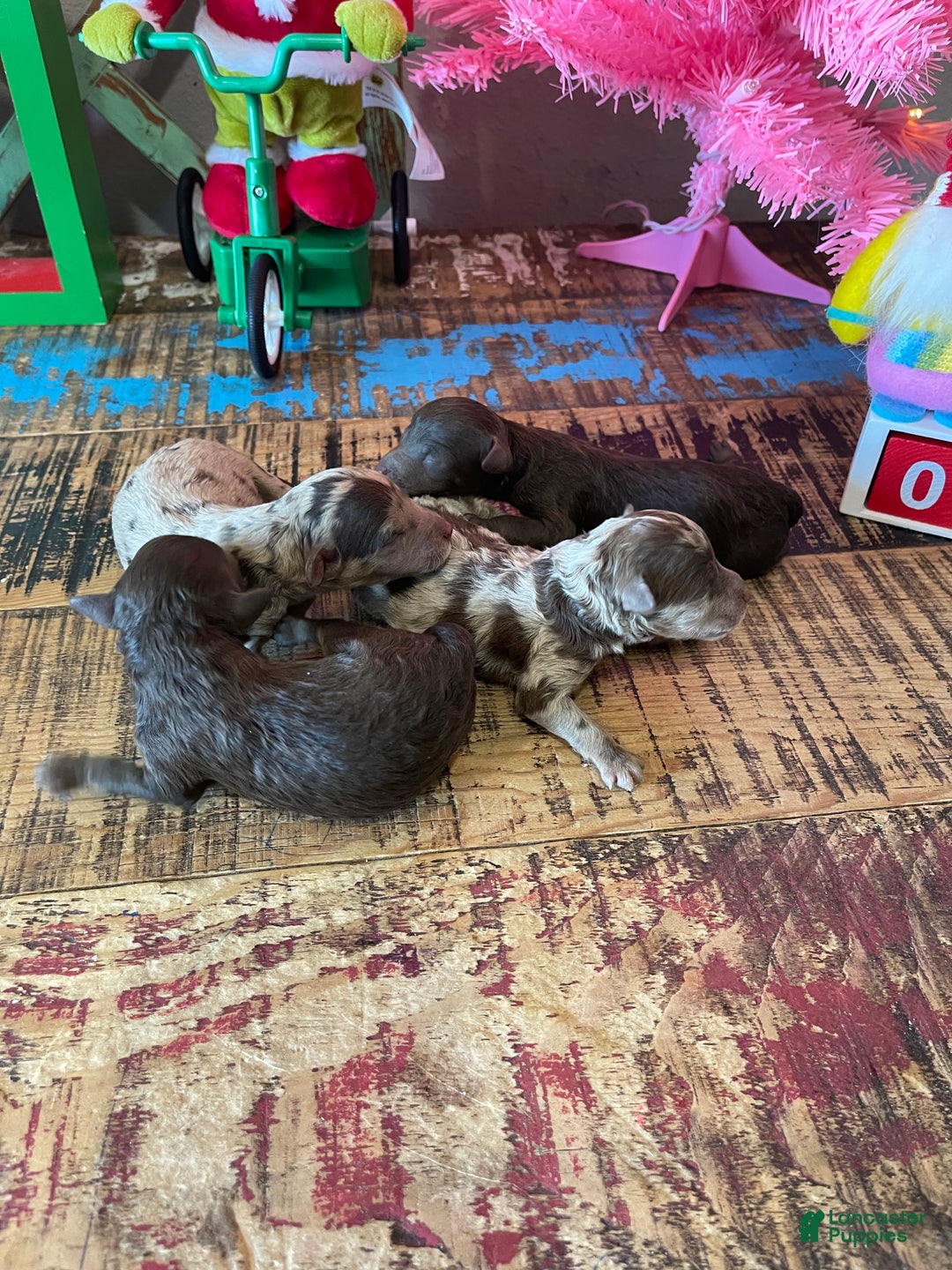 Miniature Poodle dogs for sale: Akc Clear Chocolate Merle Phantom Boy 1 - Ad 4