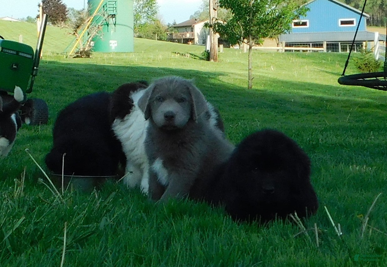 Newfoundland dogs Leo - Ad 1