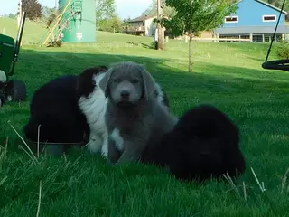 Newfoundland dogs for sale: Leo - Ad 2