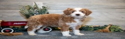 Mini Goldendoodle dogs for sale: Taylor - Ad 1