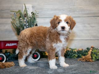 Mini Goldendoodle dogs Taylor - Ad 42