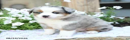 Miniature Australian Shepherd dogs for sale: Wilbur - Ad 5