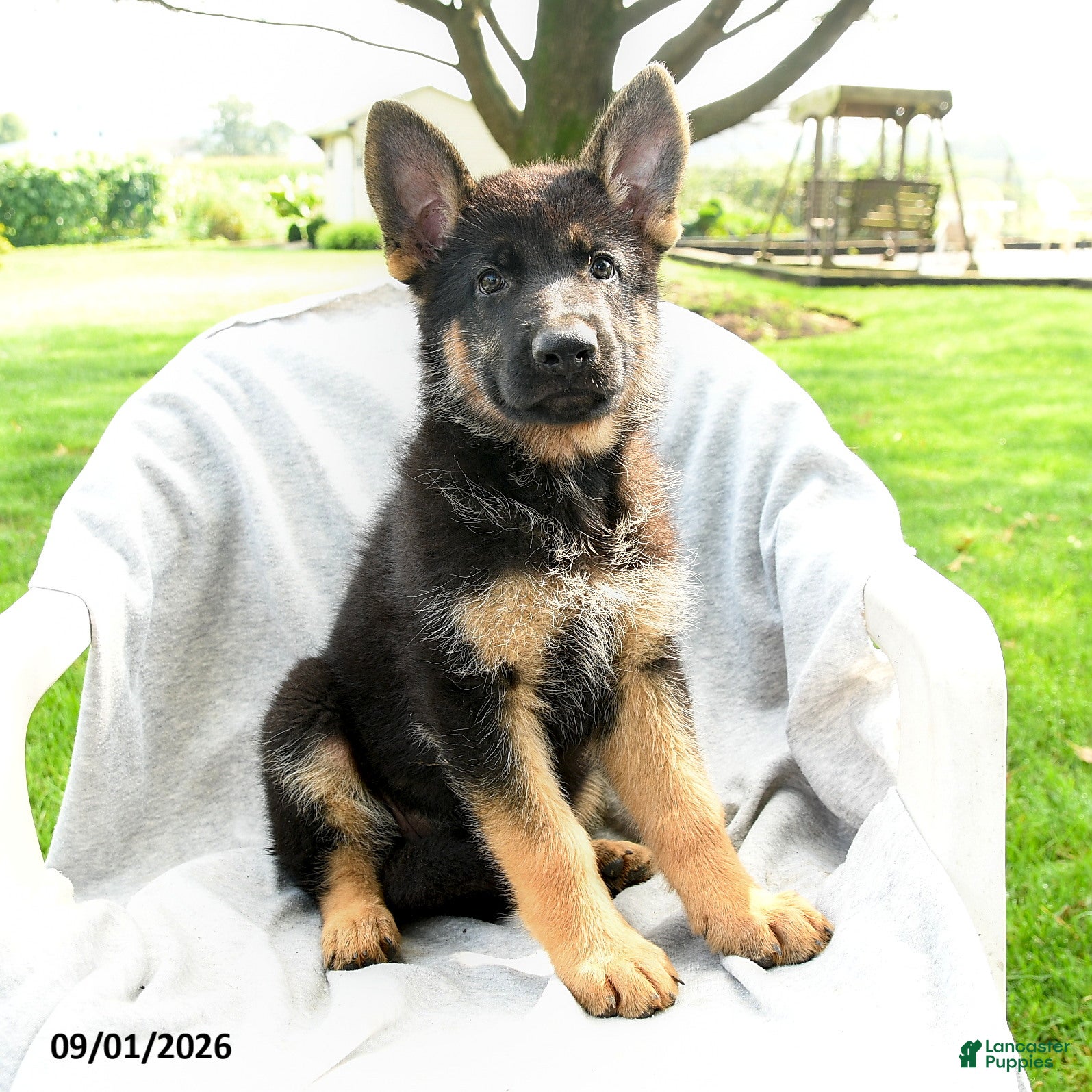 German Shepherd dogs Dana - Ad 2