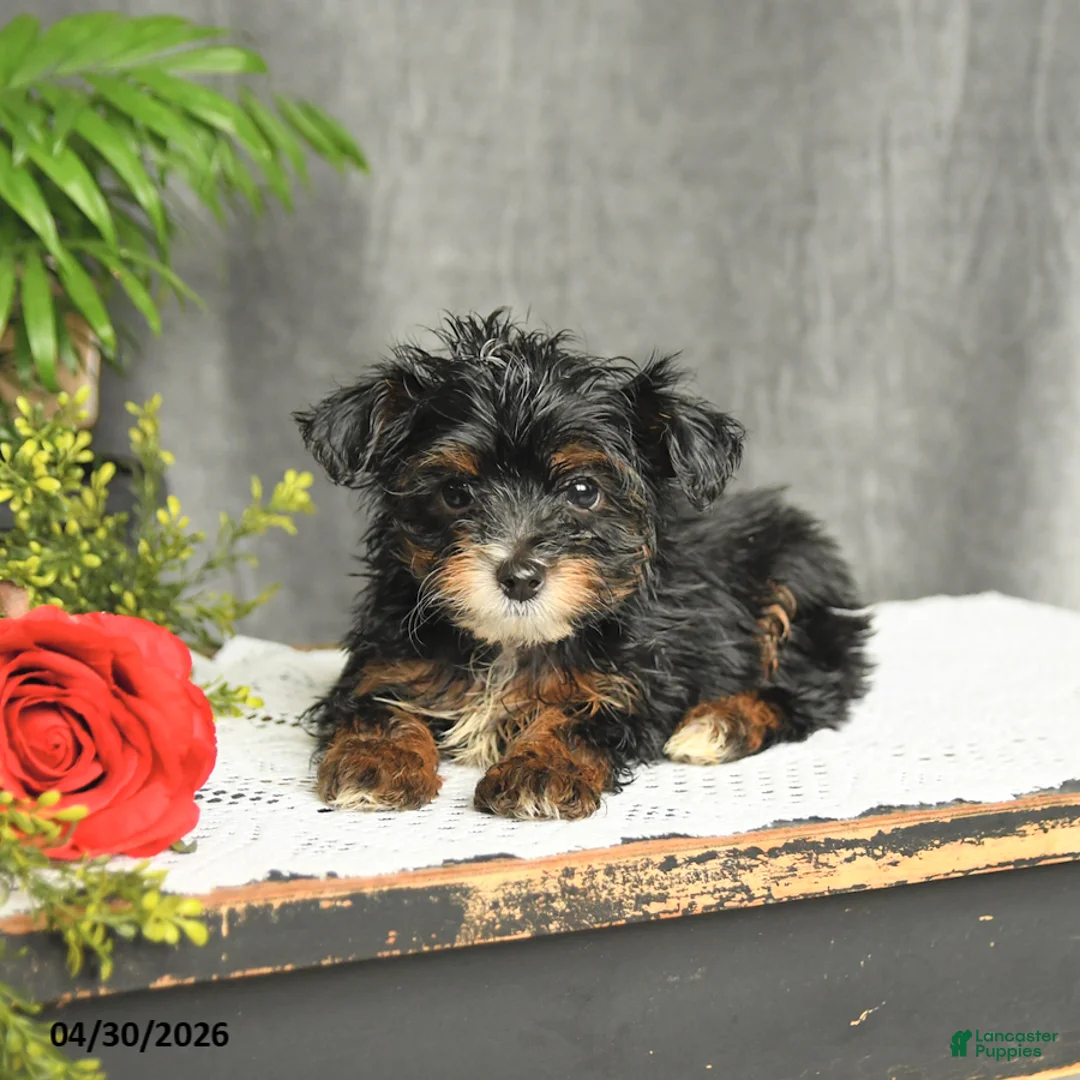 Yorkiepoo dogs for sale: Lucky - Ad 3