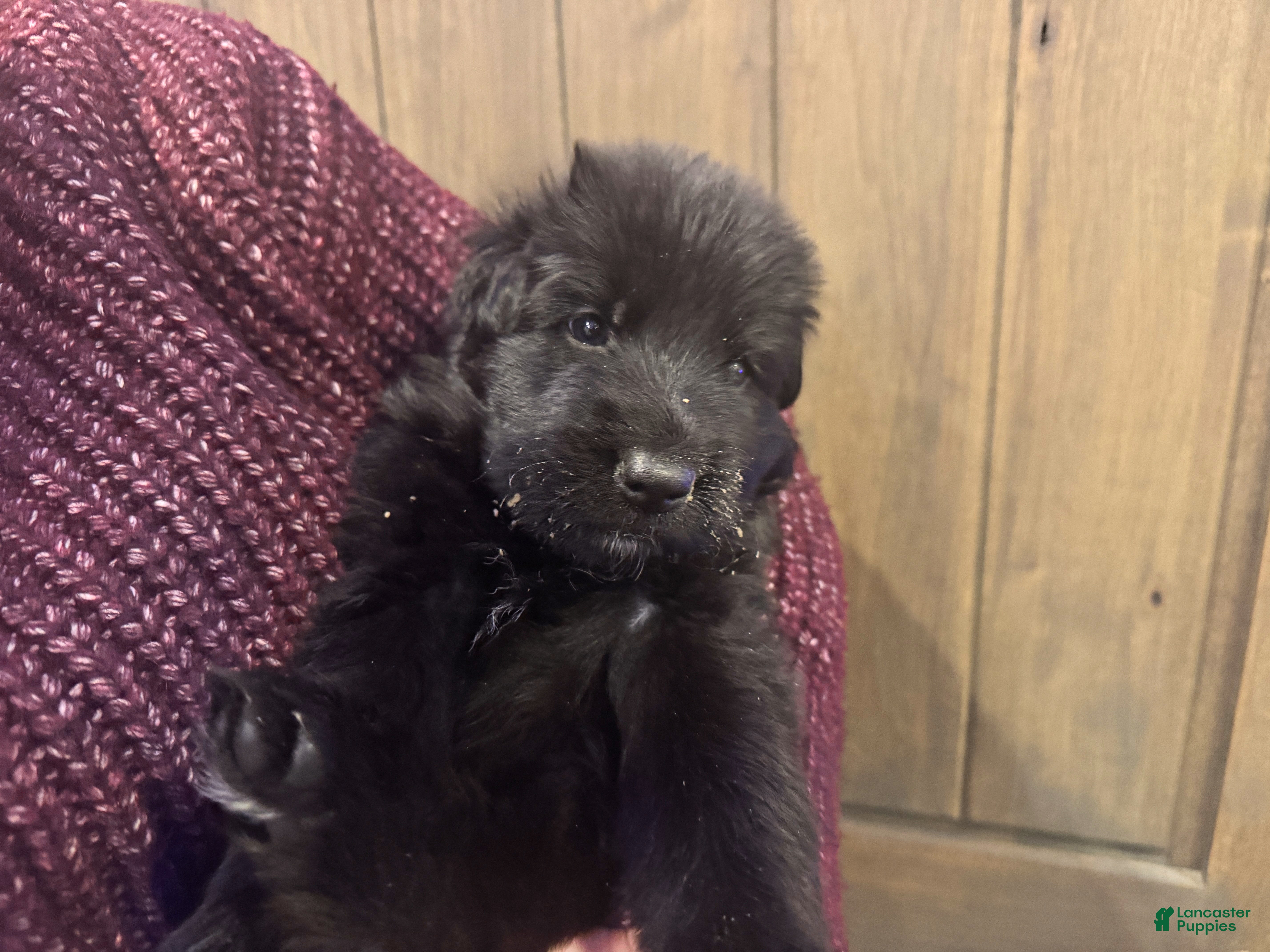 German Shepherd dogs Bochelli - Ad 25