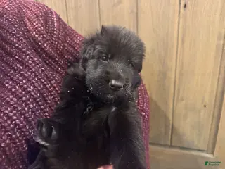 German Shepherd dogs Bochelli - Ad 25