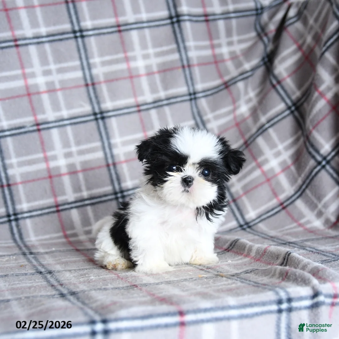 Shih Tzu dogs for sale: Sadie - Ad 4