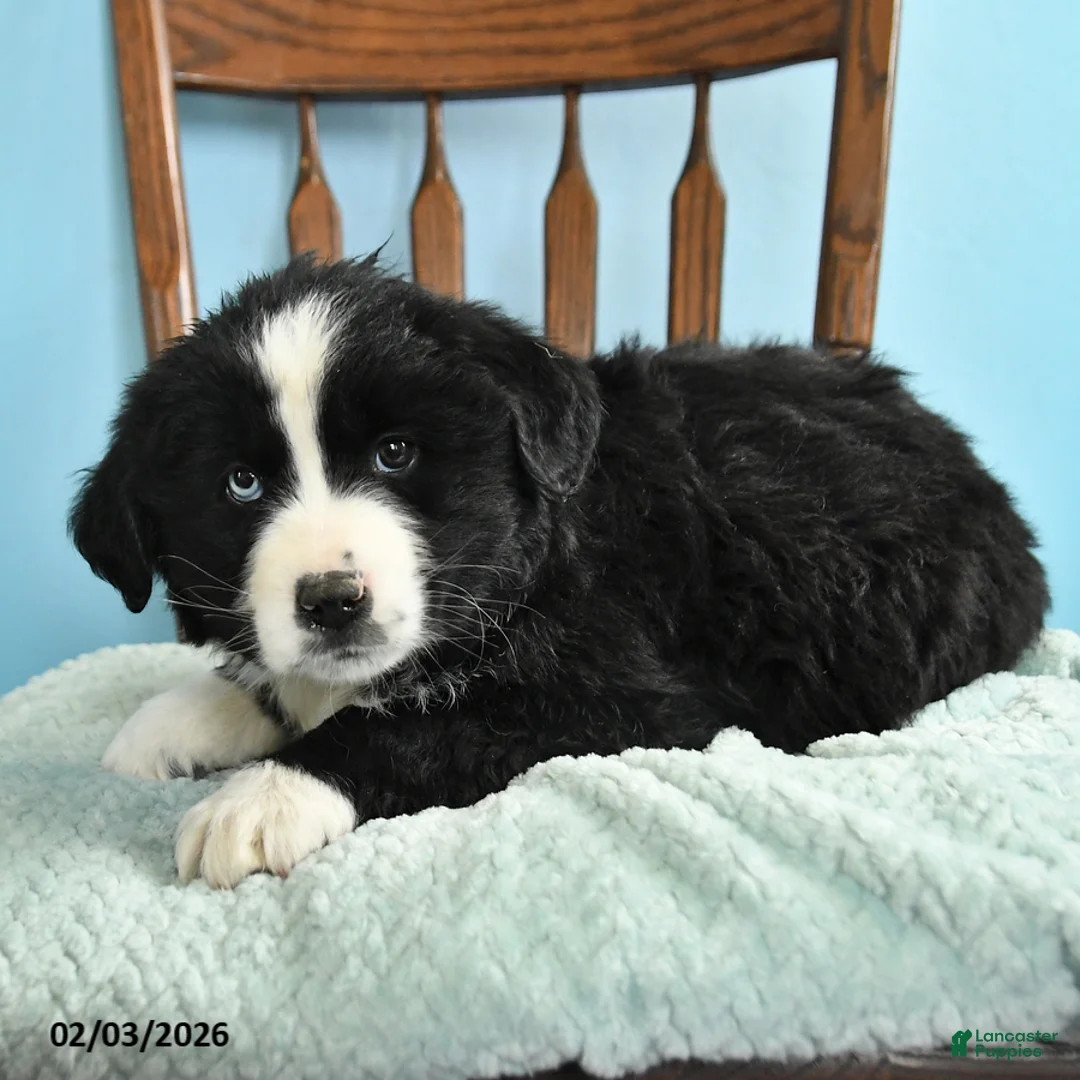 Miniature Australian Shepherd dogs for sale: Chloe - Ad 2