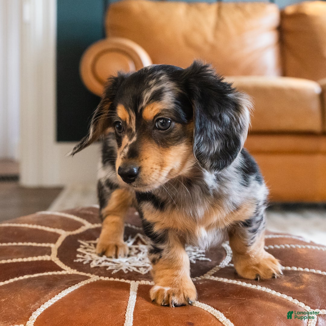 Dachshund dogs for sale: Dash - CHRISTMAS PUPPY! - Ad 7