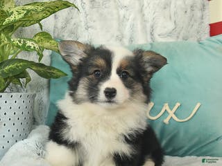 Welsh Corgi Pembroke dogs Hazel - Ad 8