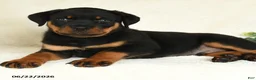 Rottweiler dogs for sale: Axel - Ad 2