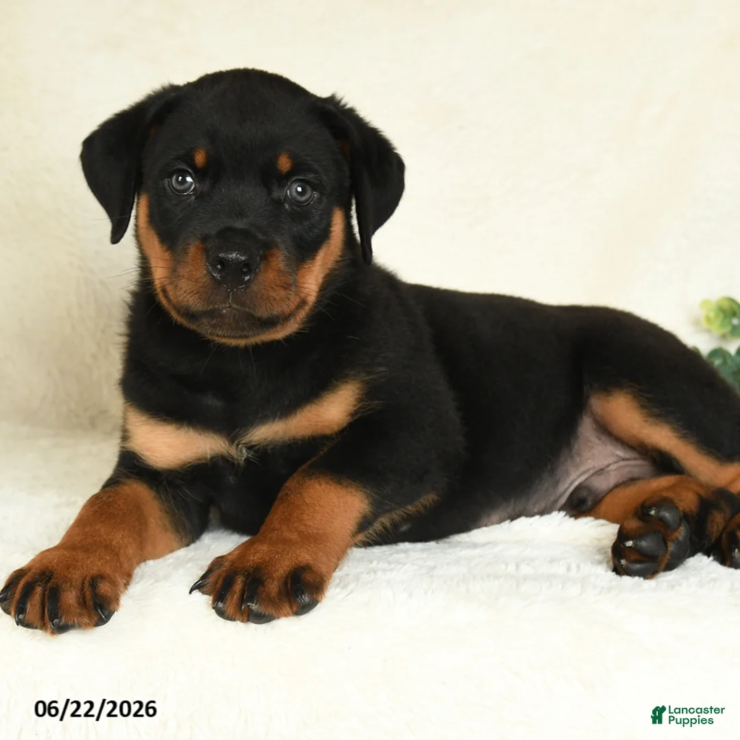 Rottweiler dogs for sale: Axel - Ad 2