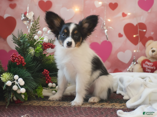 Papillon dogs Blitz - Ad 11