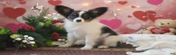 Papillon dogs for sale: Blitz - Ad 1