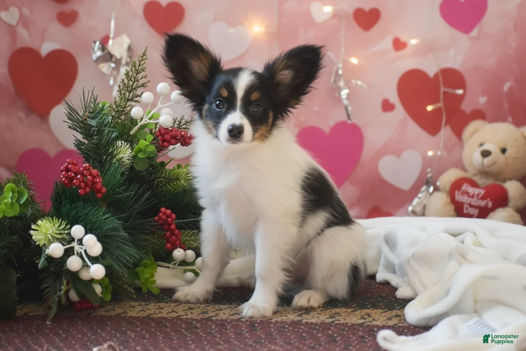 Papillon dogs for sale: Blitz - Ad 1