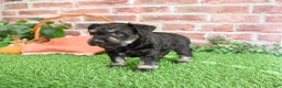 Miniature Schnauzer dogs for sale: Paige - Ad 11