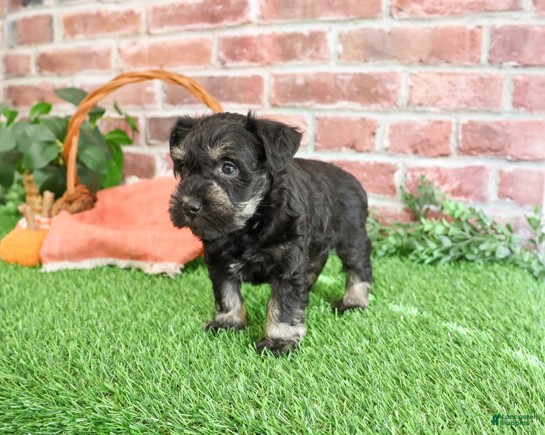 Miniature Schnauzer dogs for sale: Paige - Ad 11