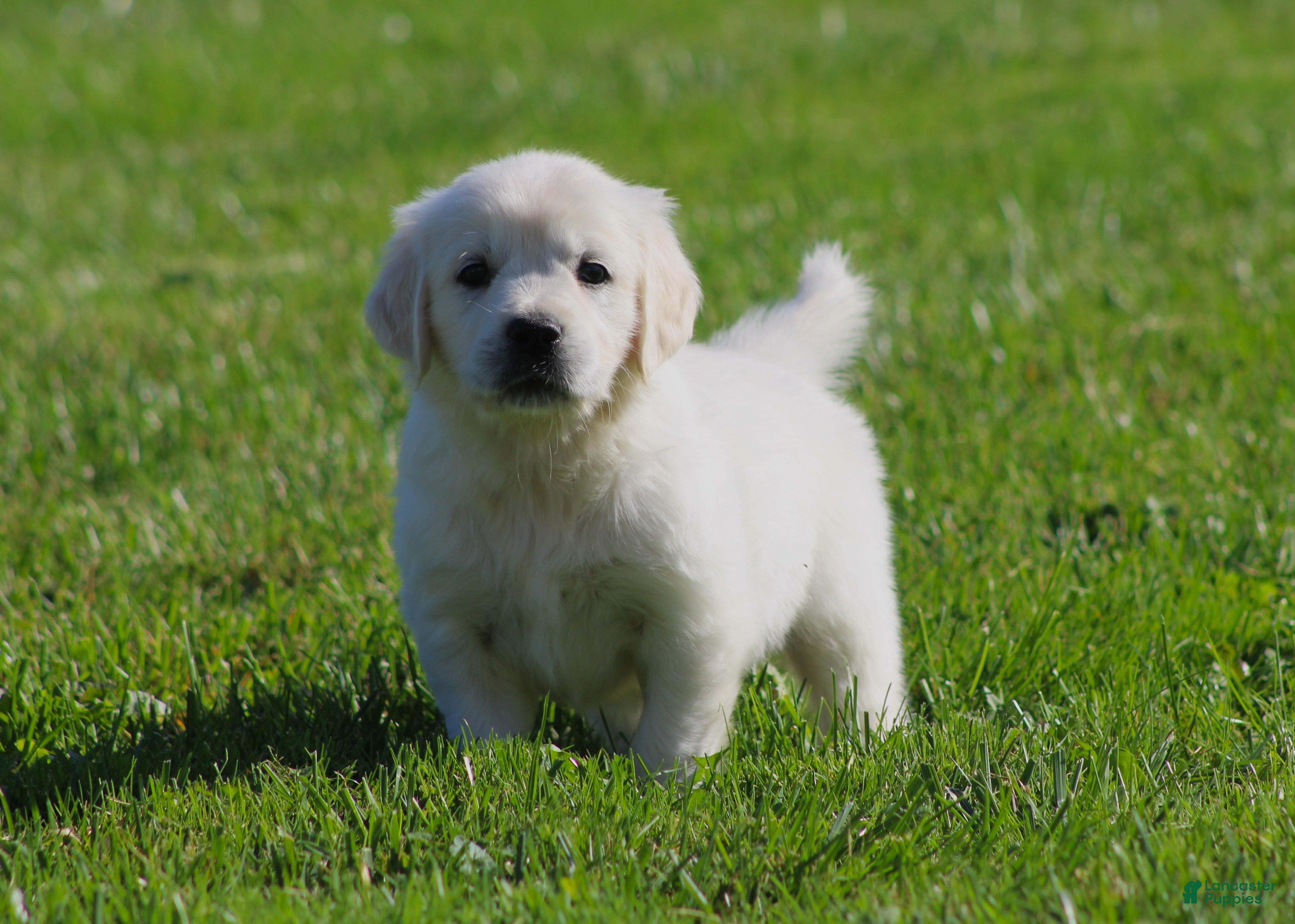 Golden Retriever dogs Lil Debbi  - Ad 1