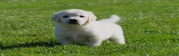 Golden Retriever dogs for sale: Lil Debbi  - Ad 1