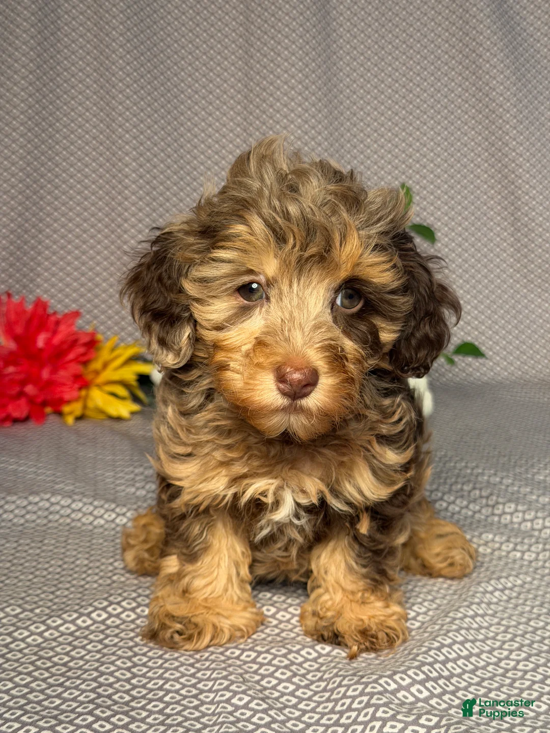 Doxiepoo dogs for sale: Faith - Ad 1