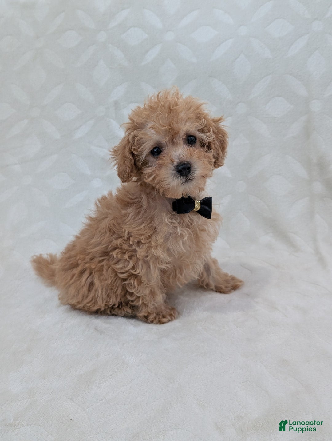 Toy Poodle dogs for sale: Apollo  - Ad 5