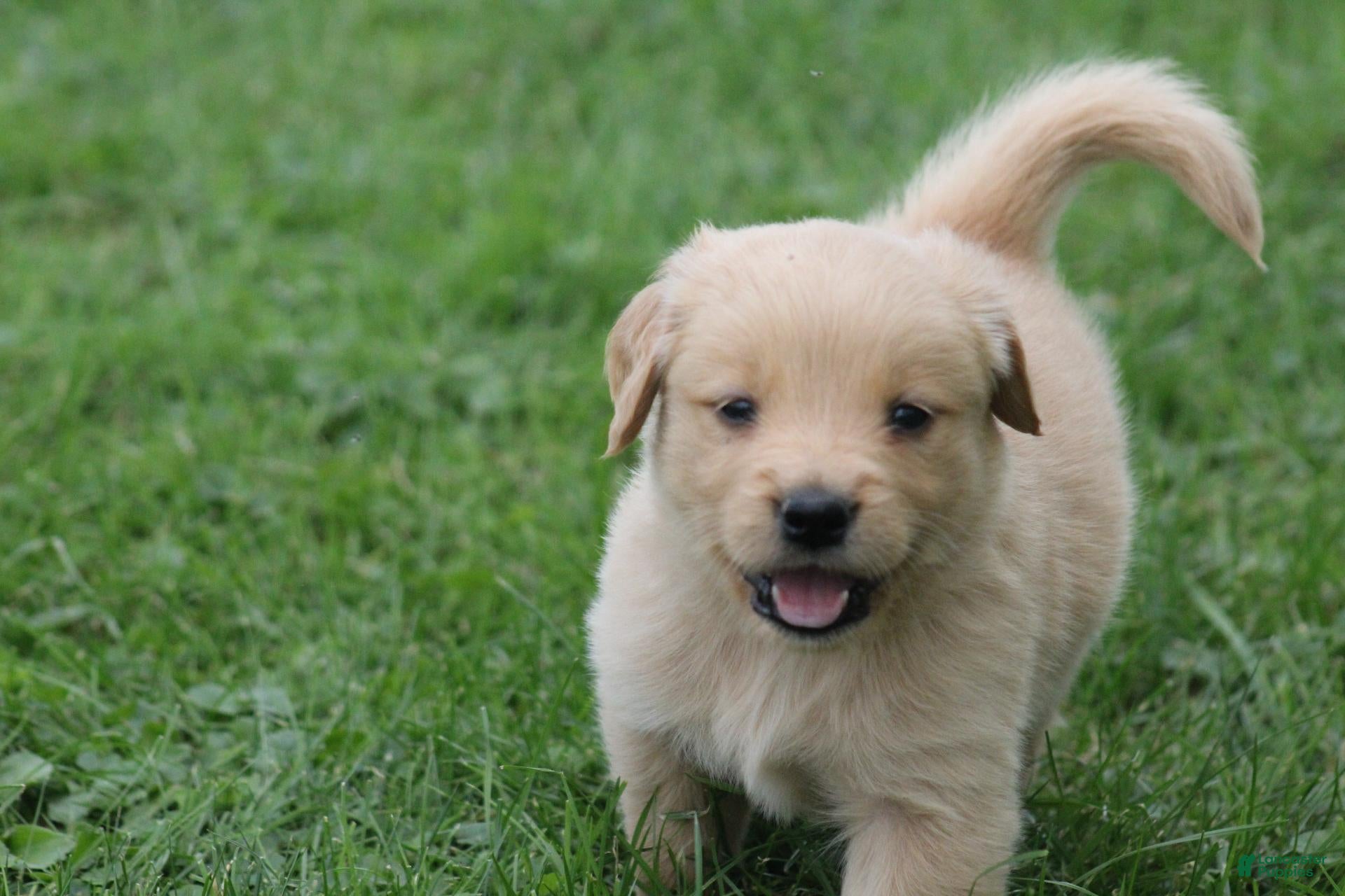 Golden Retriever dogs Daisy  - Ad 1