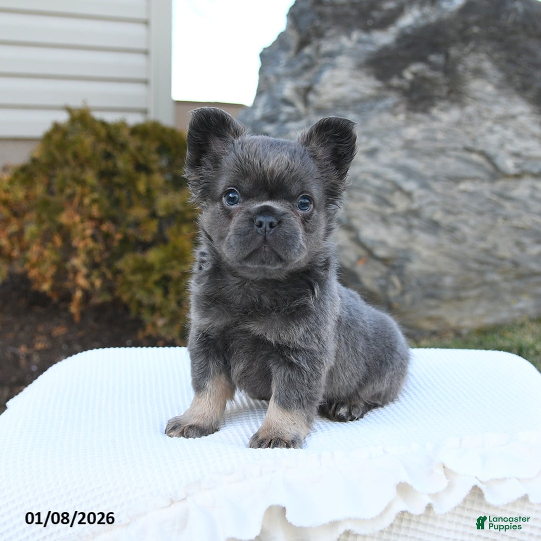 French Bulldog dogs for sale: Indie - Ad 2