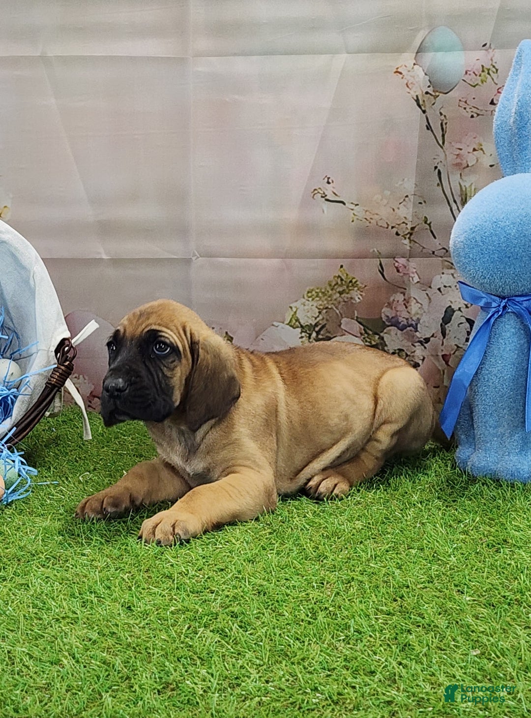 Mixed Breed dogs for sale: 2025 Bloodahoula Male 1 "Huck" - Ad 7