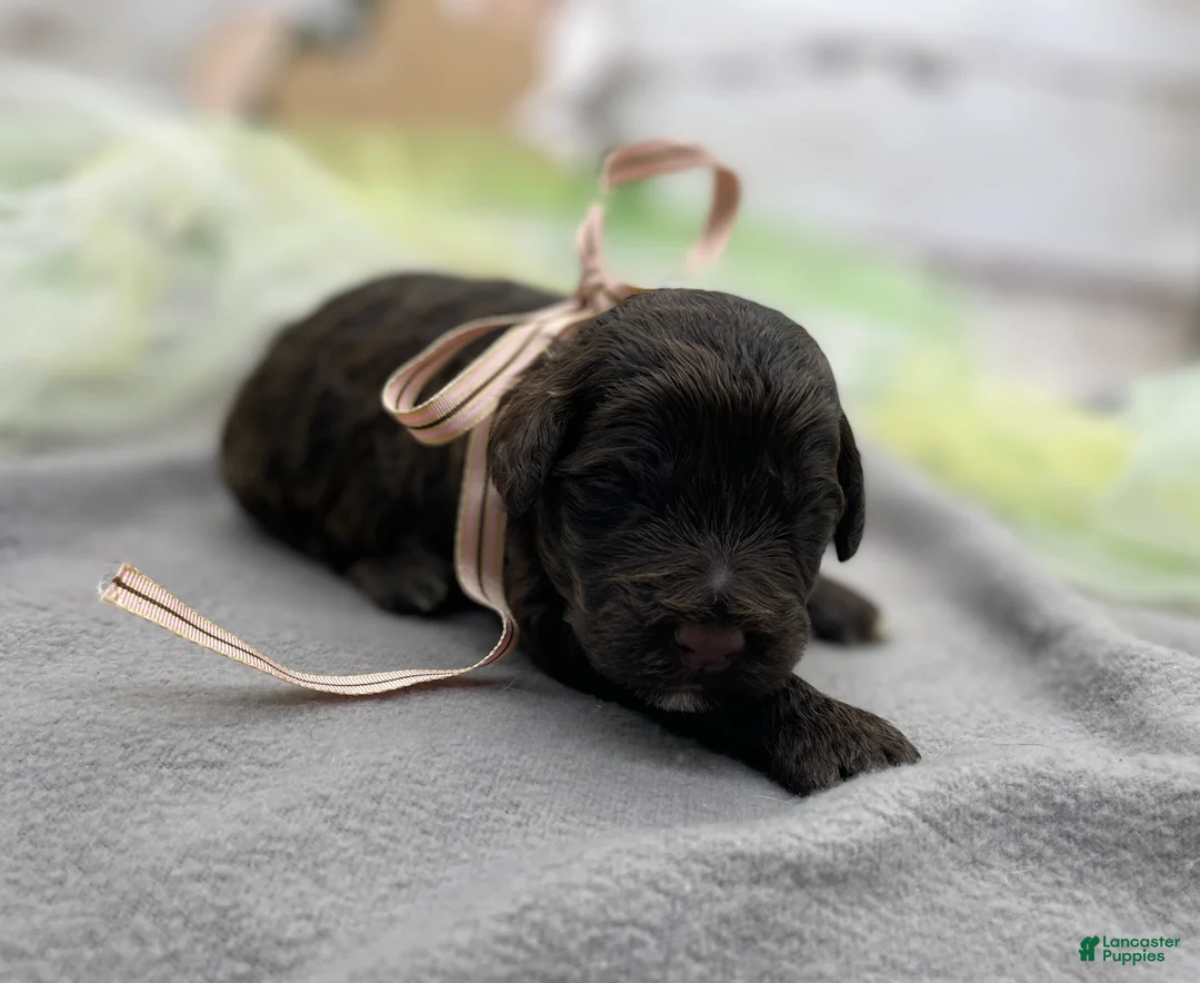 Portuguese Water Dog dogs for sale: Brie - Ad 2