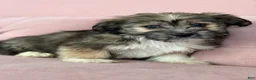 Havanese dogs for sale: Seth - Ad 3