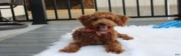 Toy Poodle dogs for sale: Patrick - Ad 1