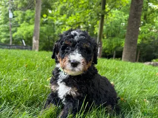 Mini Bernedoodle dogs for sale: Pluto - Ad 4