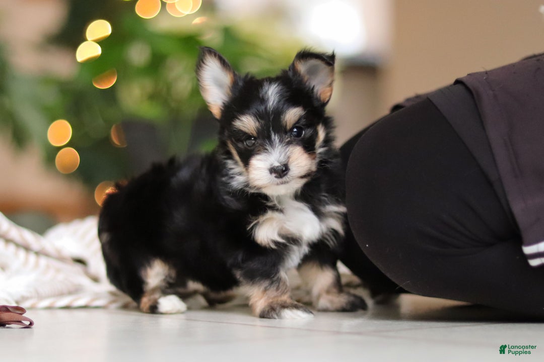 Morkie dogs for sale: Oliver - Ad 11