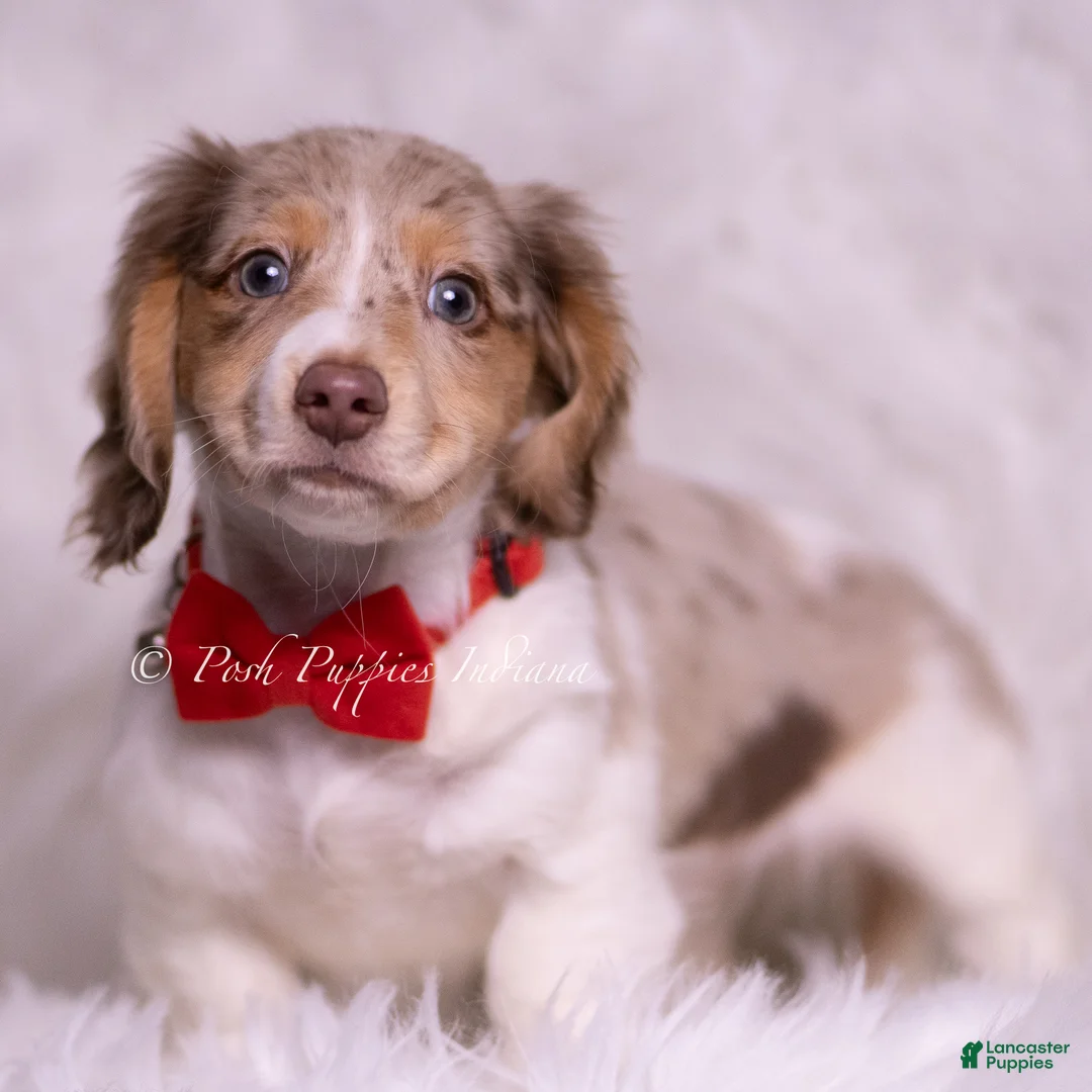 Miniature Dachshund dogs for sale: Alfie - Ad 2