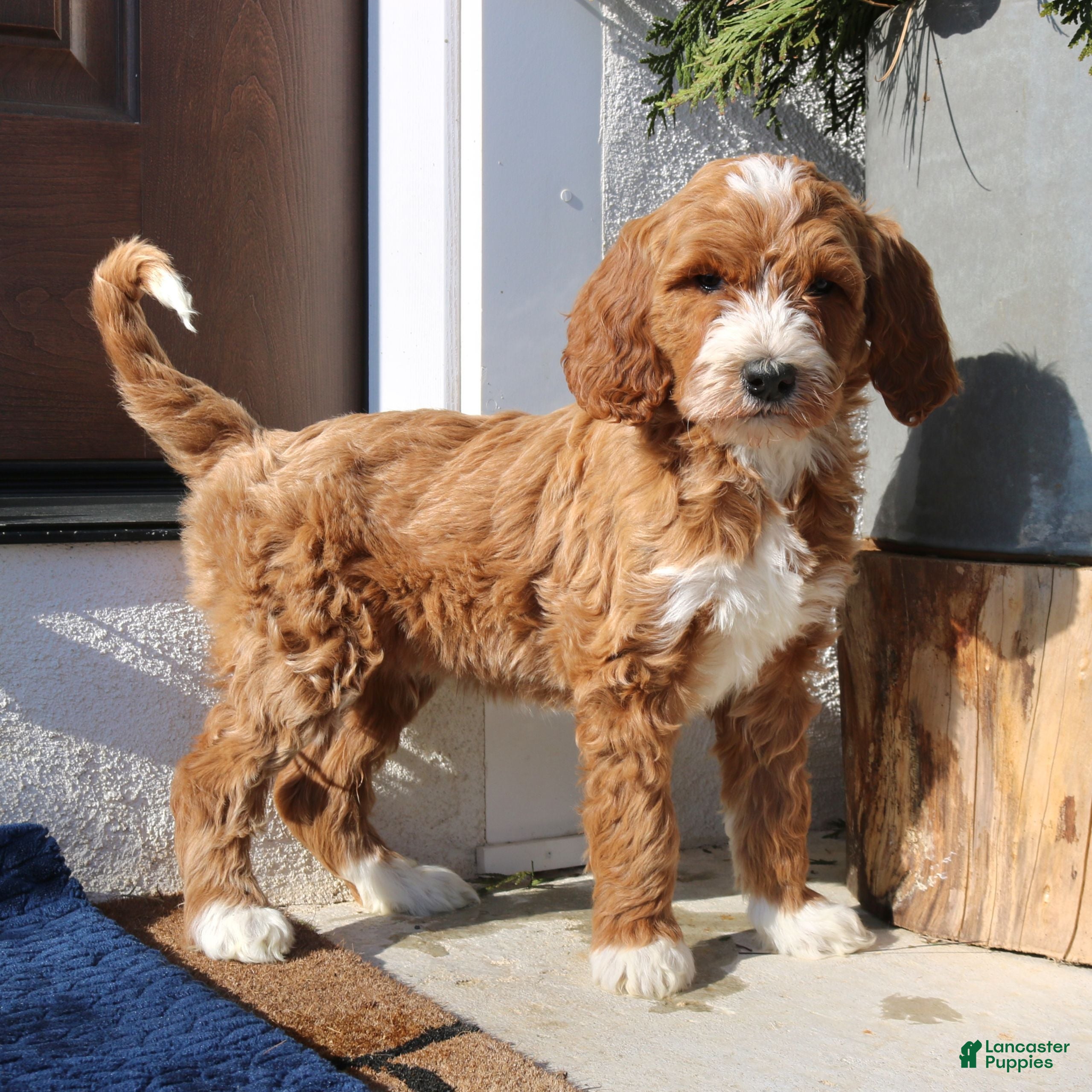 Goldendoodle dogs Paxton  - Ad 42