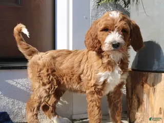 Goldendoodle dogs Paxton - Ad 15