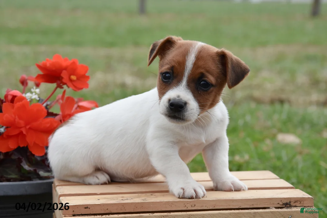 Jack Russell Terrier dogs for sale: Danny - Ad 2