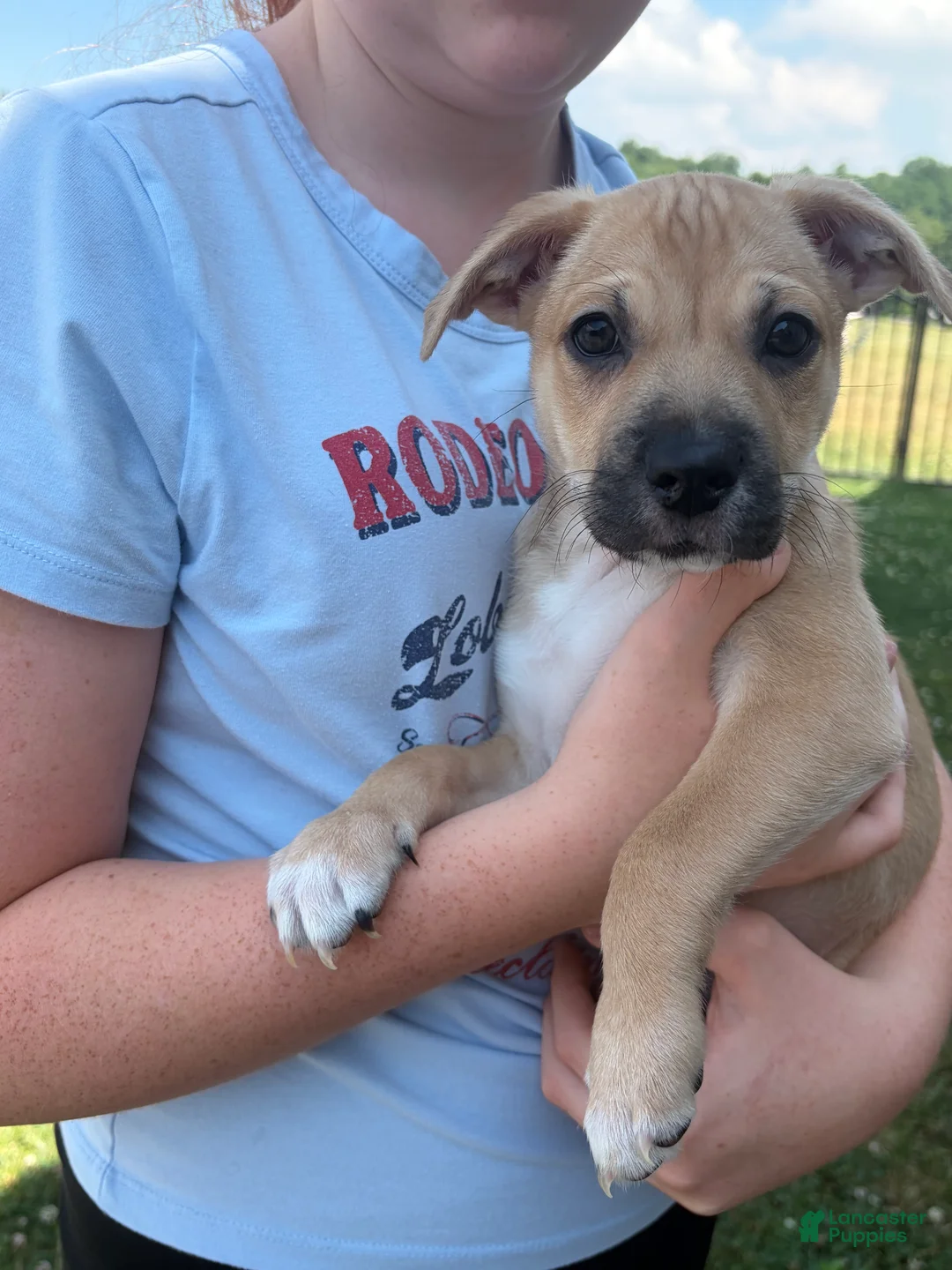Mixed Breed dogs for sale: Tater Tot - Ad 2