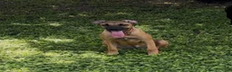 Mixed Breed dogs for sale: Mixed Breed 1 - Ad 2