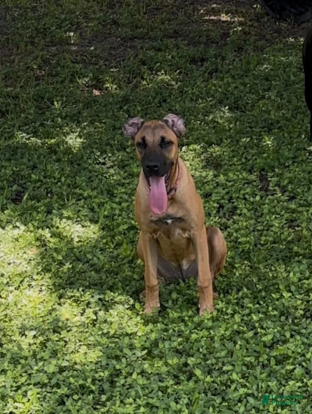 Mixed Breed dogs for sale: Mixed Breed 1 - Ad 2