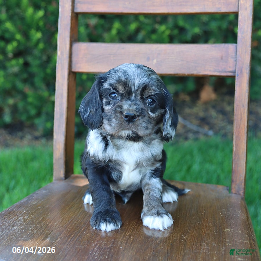 Cockalier dogs for sale: Rover - Ad 1