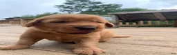 Golden Retriever dogs for sale: Aspen - Ad 6