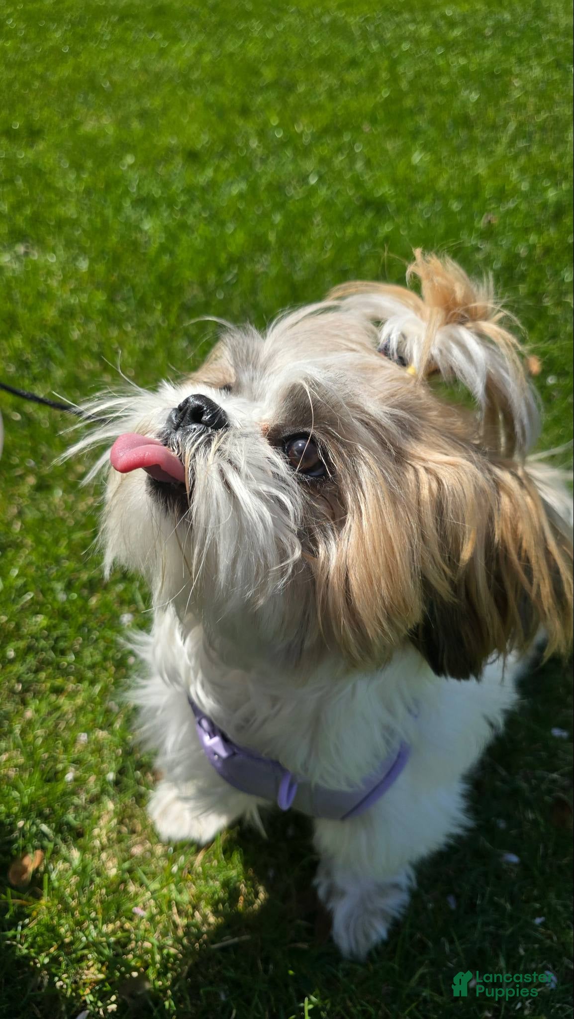 Shih Tzu dogs Evelyn - Ad 39