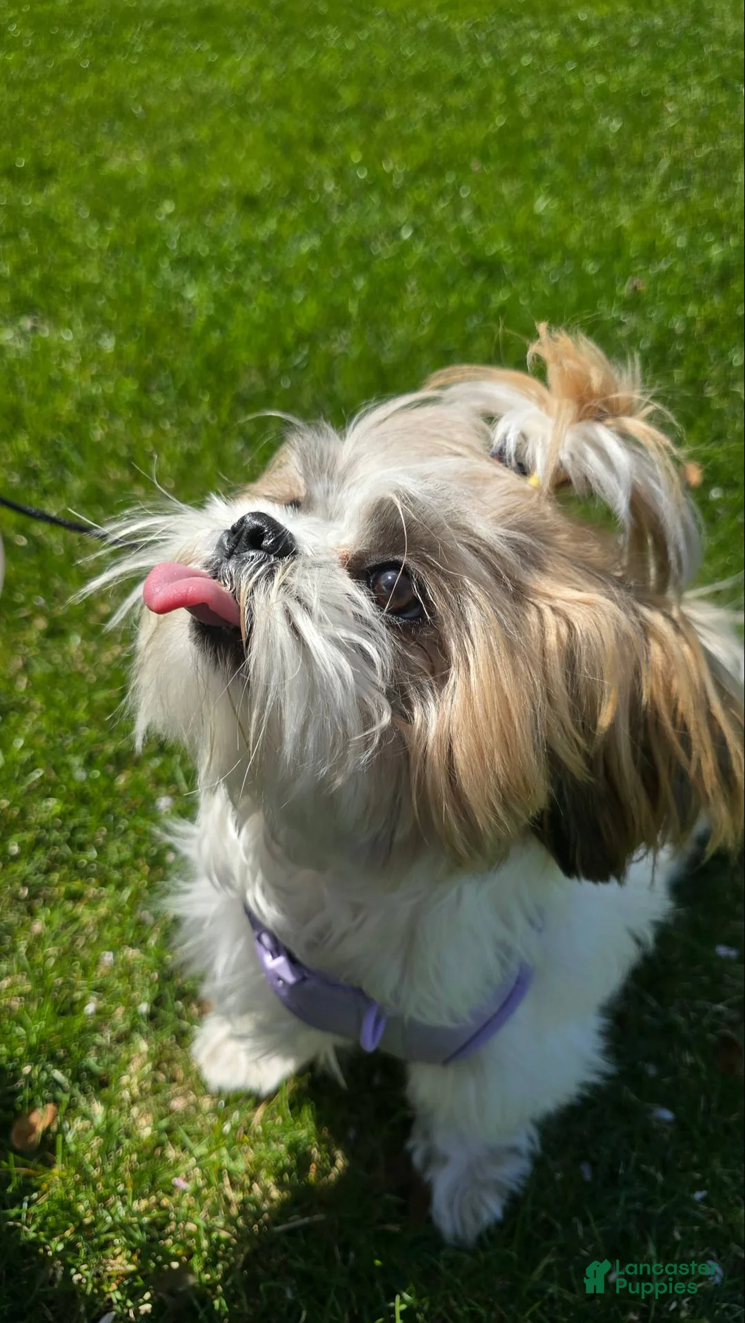 Shih Tzu dogs for sale: Evelyn - Ad 1