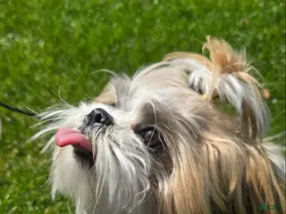 Shih Tzu dogs Evelyn - Ad 39