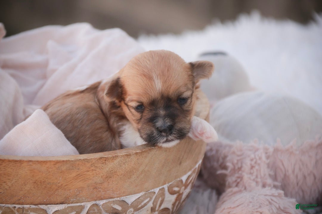 Havanese dogs Sage Havanese  - Ad 2