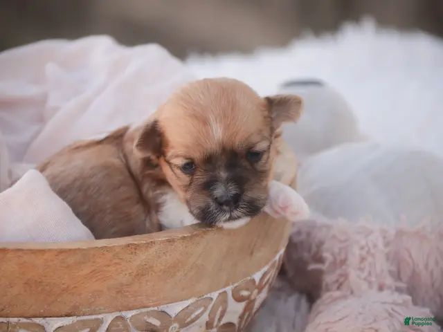 Havanese dogs for sale: Sage Havanese - Ad 2
